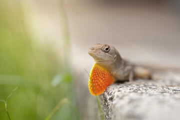 close up of brown anole with red throat
