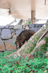 coati in tree, animal of South American fauna