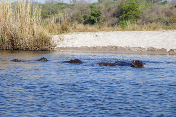 Fototapeta premium Nilpferd