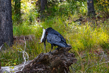 Un corbeau mange un écureuil. Il tient en son bec 