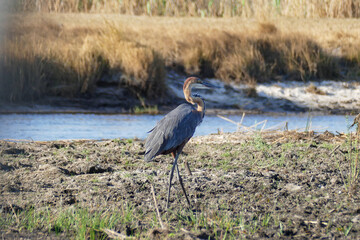 Reiher