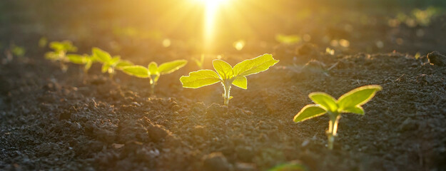 Close-up on young sunflower plants on an agricultural plantation in the field. Backlit horizontal...