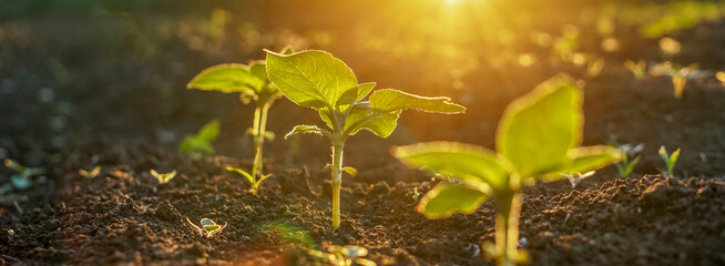Close-up on young sunflower plants on an agricultural plantation in the field. Backlit horizontal...