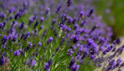 Naklejka premium Spring lavender flowers under sunlight. Lilac flowers close up. Beautiful landscape of nature with a panoramic view. Hi spring. long banner