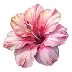 Pink Hibiscus Watercolor Illustration