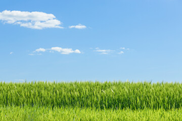 Wheat field in summer. Blue sky and white clouds Green field, Summer background