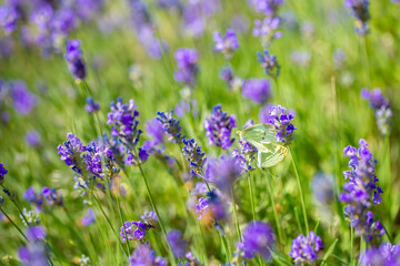 Butterflies on spring lavender flowers under sunlight. Beautiful landscape of nature with a panoramic view. Hi spring. long banner