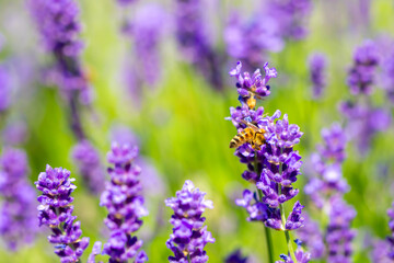 Spring lavender flowers under sunlight. Bees pollinate flowers and collect pollen. Lavender honey. Beautiful landscape of nature with a panoramic view. Hi spring. long banner