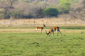 Antilope
