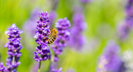 Spring lavender flowers under sunlight. Bees pollinate flowers and collect pollen. Lavender honey. Beautiful landscape of nature with a panoramic view. Hi spring. long banner
