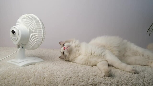 Cat lying on white carpet near electric fan.