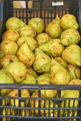 Black crate filled with fresh green and yellow speckled pears perfect for healthy food content.