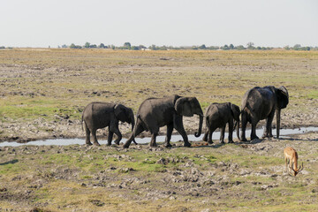 Elefant