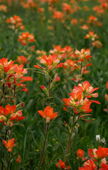 Spring Flowers