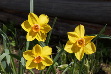 yellow daffodil in the garden. Three bright yellow flowers close up.