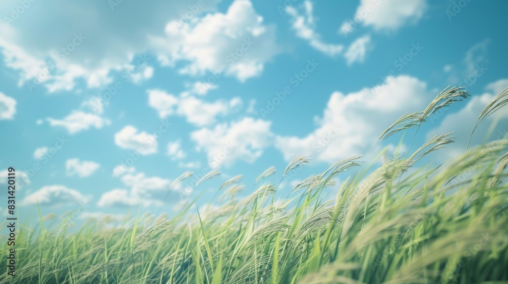 Aufkleber close-up of rice stalks swaying in the breeze against a backdrop of blue sky and fluffy white clouds