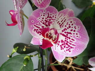 detail of a blossoming orchid as a pot flower