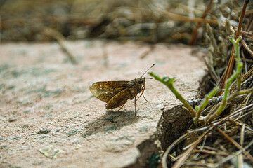 grasshopper on the grass