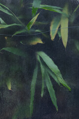 Artistic Photography of Trees and Foliage in a Botanical Garden. Abstract Leaf Pattern, Blurred Foliage Behind Glass