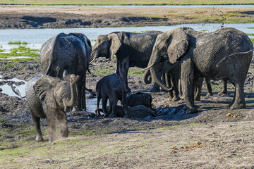 Elefant
