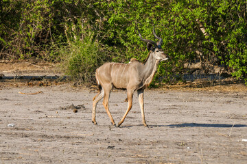 Antilope