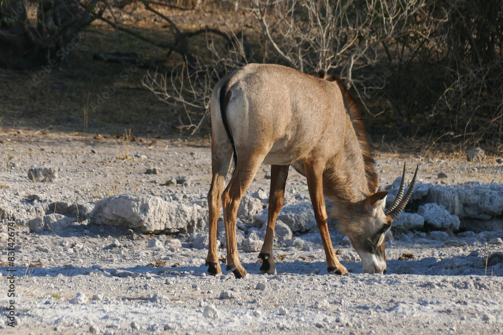 Canvas Prints Antilope