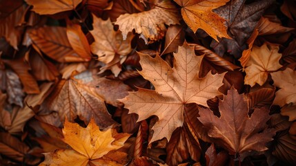 Leaves changing color to brown in autumn