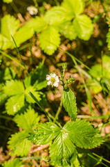 Growing wild strawberries. White flowers forest strawberries in the forest. . High quality photo