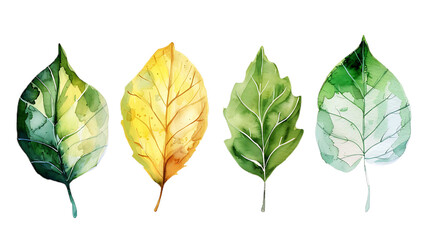 8 leaf set mill watercolor illustration on transparent background.  Leaves botanical watercolor hand drawing
