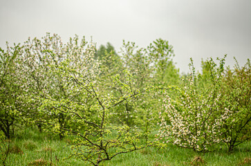 A blooming apple orchard in spring. High quality photo