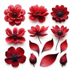 Set of red flowers and petals isolated on a white background