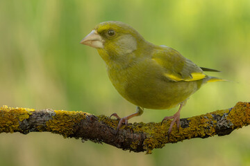 Greenfinch sits on a tree branch covered with lichen. It shows the greenfinch in a side view.