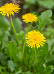 Dandelion, taraxacum officinale, flower on spring meadow.