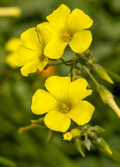 Obraz premium Yellow Oxalis pes-caprae, Bermuda buttercup or African wood-sorrel flowers, close up. Oxalis pes-caprae, citrus is a species of herbaceous plant of the genus Oxalis in the family Oxalidaceae