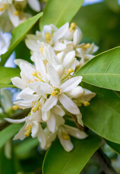 Fototapeta Ripe oranges hanging on a blossoming orange tree