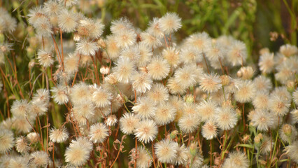 white fluffy flowers in a field after flowering in autumn