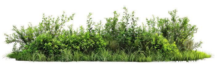 Diverse Grass and Bushes on Transparent Background