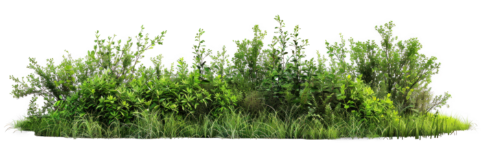 Diverse Grass and Bushes on Transparent Background