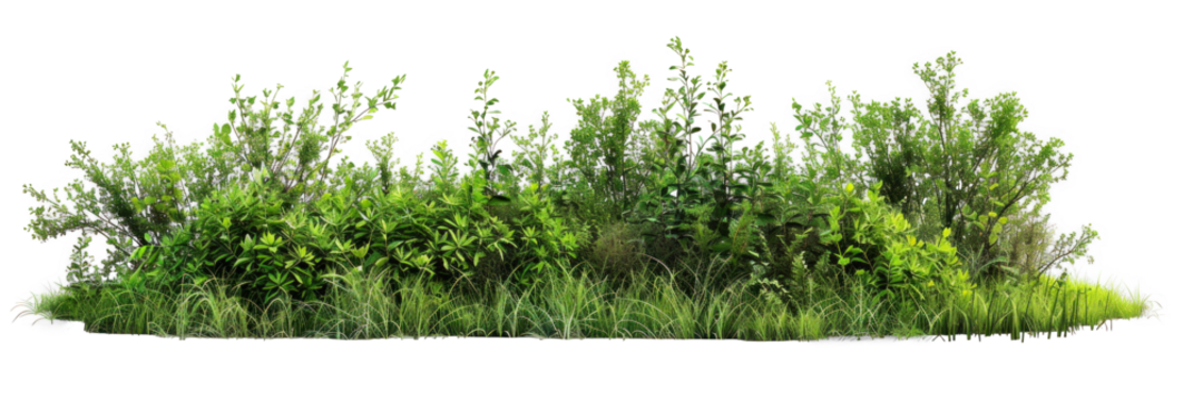 Diverse Grass and Bushes on Transparent Background