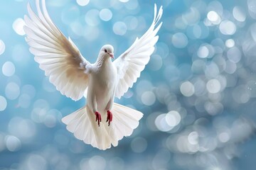 Graceful white dove soars with wings spread against a soft bokeh background