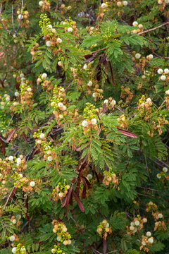 Leucena (Leucaena leucocephala.), is a plant native to Central America.