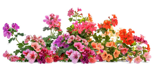 Colourful Geraniums Flowers Bush on Transparent Background