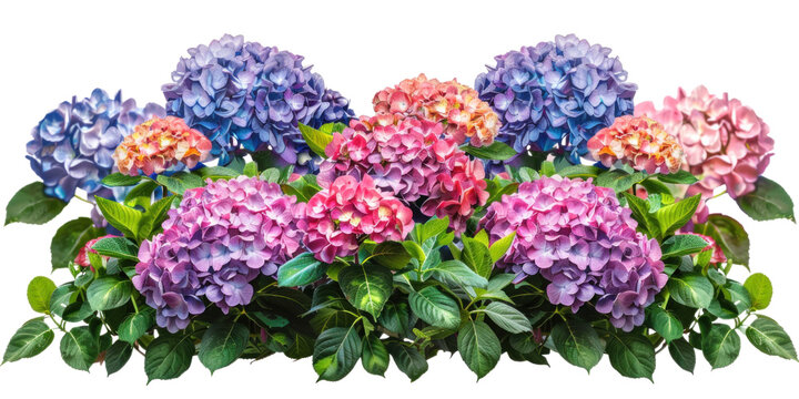 Colourful flowers bush, hydrangea blooms on a transparent background