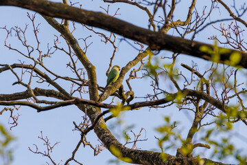 A band-tailed parakeet as a neozoon on the bare branches of a tree in the Dutch city of Delft