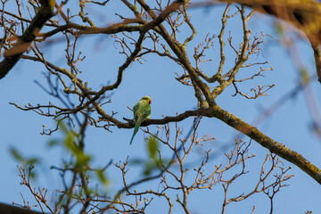 A band-tailed parakeet as a neozoon on the bare branches of a tree in the Dutch city of Delft
