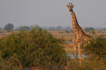 Giraffe