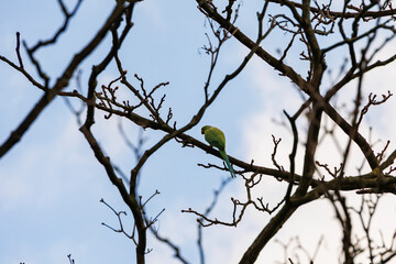 A band-tailed parakeet as a neozoon on the bare branches of a tree in the Dutch city of Delft