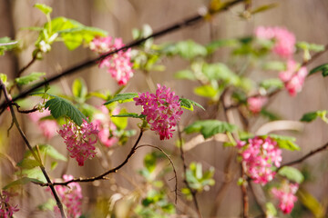 the flowers of a blood currant in spring serve as a food source for insects