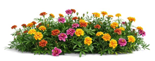 Colourful flowers bush of marigolds and zinnias on a transparent background