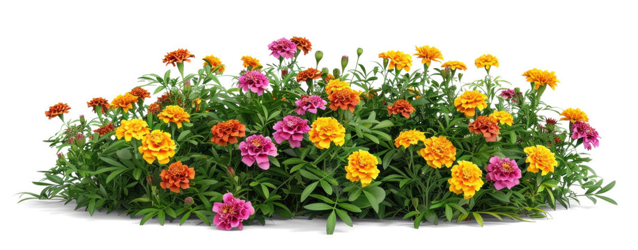 Colourful flowers bush of marigolds and zinnias on a transparent background
